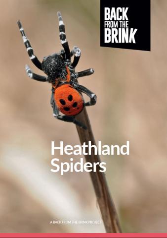 Leaflet on identification of spiders found on British lowland heaths, produced by the Back for the Brink Ladybird Spider Project 2020
