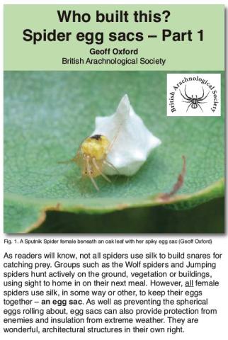 cover image showing a Sputnik Spider with egg sac