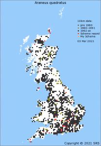The distribution of Araneus quadratus in Britain in March 2021 - SRS data