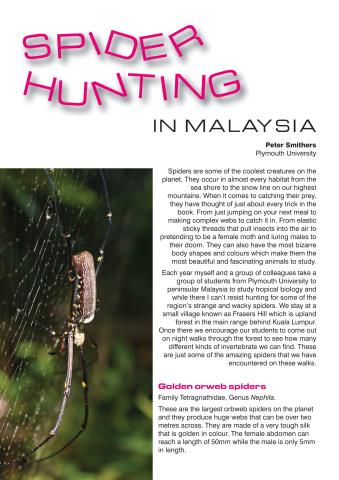 Spider Hunting in Malaysia.