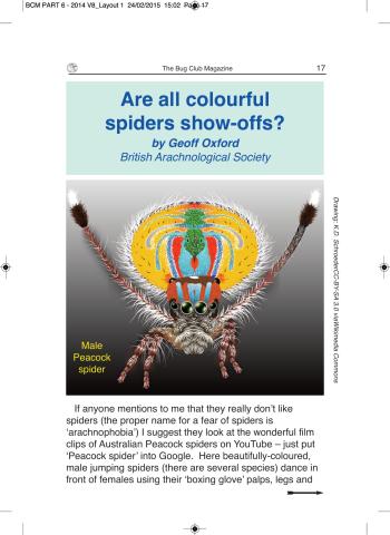 Are all colourfull spiders show-offs?