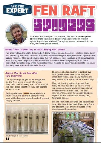 first page of 'ask the expert' article on Fen Raft Spiders from Eco Kids Planet magazine, issue 99.