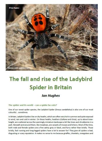 Front page of Ian Hughes' Ladybird Spider article with an adult male spider illustrated