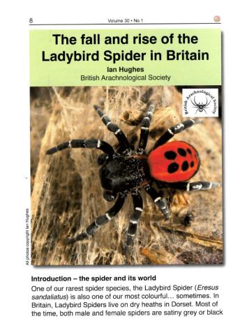 Front page of article featuring image of a male Ladybird Spider