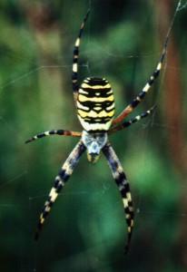 Wasp spider by Geoff Oxford