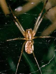 Linyphia triangularis by Martin Askins